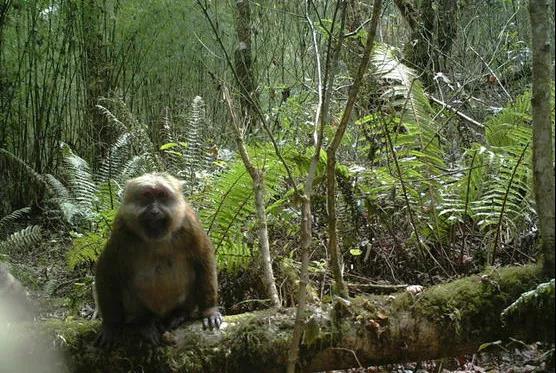 野生動物攝影師、生態學家李成通過紅外相機拍攝的白頰獼猴
